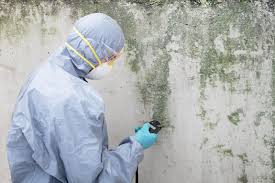 Best Industrial Mold Remediation  in South Brooksville, FL